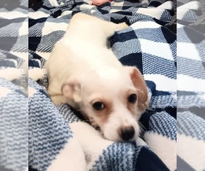 Maltipoo Dogs for adoption in Minneapolis, MN, USA