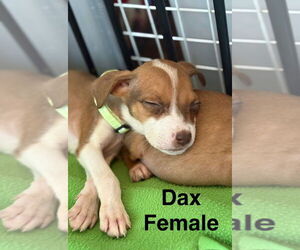 Boxer-Unknown Mix Dogs for adoption in Aurora, IN, USA