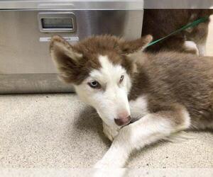 Siberian Husky Dogs for adoption in Riverside, CA, USA