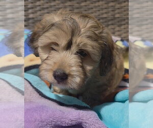 Mutt Dogs for adoption in Rosenberg, TX, USA