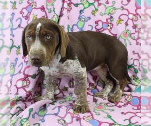 Mutt Dogs for adoption in Morton Grove, IL, USA