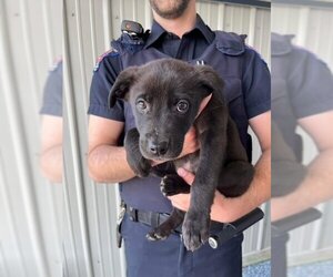 Collie-Labrador Retriever Mix Dogs for adoption in Calgary, Alberta, Canada