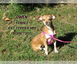 Medium Photo #1 Rat Terrier-Unknown Mix Puppy For Sale in Huddleston, VA, USA