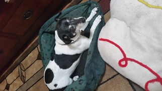 Rat Terrier Dogs for adoption in Vallejo, CA, USA