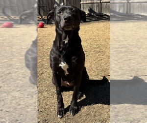 Medium Photo #1 Labrador Retriever Puppy For Sale in Great Bend, KS, USA