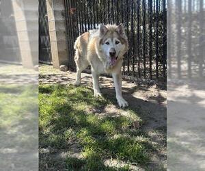 Alaskan Malamute Dogs for adoption in Riverside, CA, USA