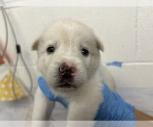 German Shepherd Dog-Unknown Mix Dogs for adoption in San Bernardino, CA, USA
