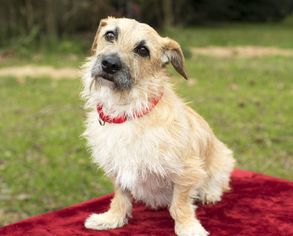 Small Norfolk Terrier-Petit Basset Griffon Vendeen Mix