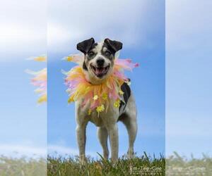 Rat Terrier Dogs for adoption in Gretna, NE, USA