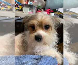 Jack Chi Dogs for adoption in MIDWAY, UT, USA