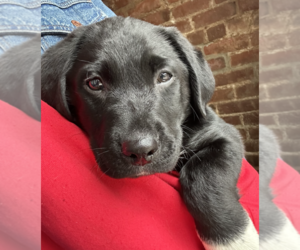 Labrador Retriever-Unknown Mix Dogs for adoption in Brooklyn, NY, USA