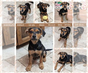 Mutt Dogs for adoption in Mesa, AZ, USA