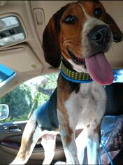 Treeing Walker Coonhound Dogs for adoption in Decatur, GA, USA