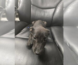 Labrador Retriever-Unknown Mix Dogs for adoption in Corpus Christi, TX, USA
