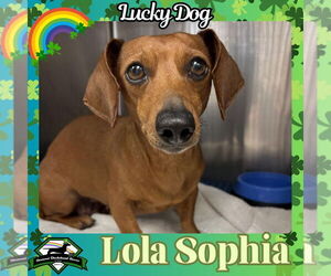Dachshund Dogs for adoption in San Antonio, TX, USA