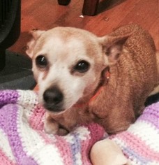 Chiweenie Dogs for adoption in La Honda, CA, USA