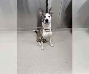 Mutt Dogs for adoption in Fairbanks, AK, USA