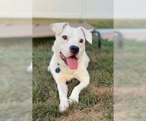 Mutt Dogs for adoption in Springdale, PA, USA