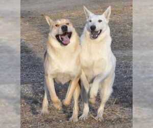 Chinese Shar-Pei-German Shepherd Dog Mix Dogs for adoption in Dodson, MT, USA