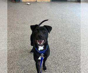 Labrador Retriever-Unknown Mix Dogs for adoption in Boston, MA, USA