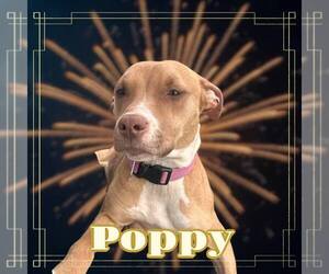 American Pit Bull Terrier Dogs for adoption in Fairfield, IL, USA
