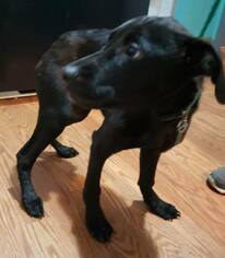 Medium Photo #1 Labrador Retriever-Unknown Mix Puppy For Sale in Clarkston, MI, USA