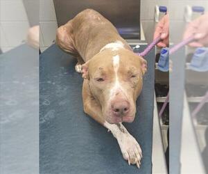 American Bulldog-Unknown Mix Dogs for adoption in Mobile, AL, USA