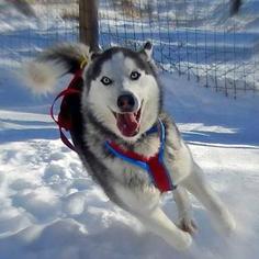 Siberian Husky Dogs for adoption in Negaunee, MI, USA
