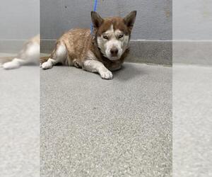 Siberian Husky-Unknown Mix Dogs for adoption in Las Vegas, NV, USA