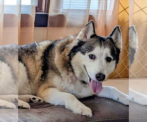 Huskies -Unknown Mix Dogs for adoption in Omaha, NE, USA