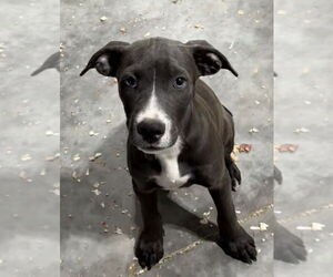 American Staffordshire Terrier-Unknown Mix Dogs for adoption in Bolivar, MO, USA