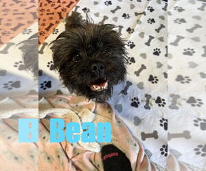 Shih Tzu Dogs for adoption in Jackson Township, NJ, USA