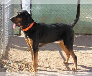 Bloodhound Dogs for adoption in Apple Valley, CA, USA