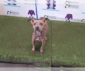 Mutt Dogs for adoption in Orlando, FL, USA