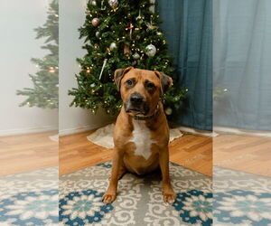 Mutt Dogs for adoption in Germantown, OH, USA