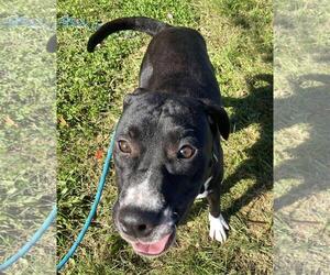 American Staffordshire Terrier-Eurasier Mix Dogs for adoption in Front Royal, VA, USA