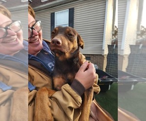 Mutt Dogs for adoption in garner, NC, USA