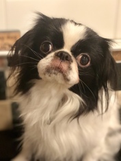 Japanese Chin Dogs for adoption in Garland, TX, USA