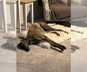 Greyhound Dogs for adoption in Livonia, MI, USA