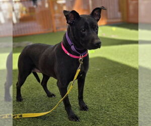 Labrador Retriever-Unknown Mix Dogs for adoption in Las Vegas, NV, USA