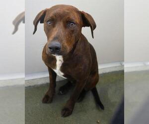American Staffordshire Terrier-Unknown Mix Dogs for adoption in San Antonio, TX, USA