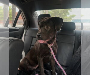 Boxador Dogs for adoption in Houston, TX, USA