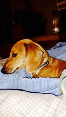 Dachshund Dogs for adoption in Christiana, TN, USA