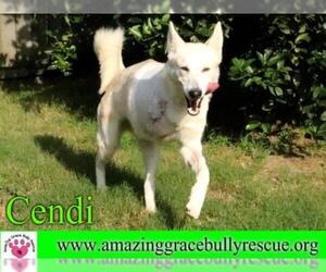 German Shepherd Dog Dogs for adoption in Pensacola, FL, USA