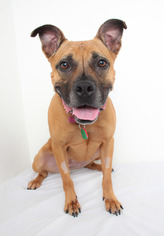 Bullboxer Pit Dogs for adoption in Eden Prairie, MN, USA
