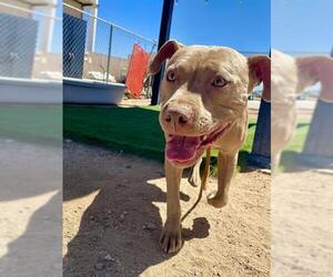 American Pit Bull Terrier Dogs for adoption in HESPERIA, CA, USA