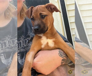 American Pit Bull Terrier-American Staffordshire Terrier Mix Dogs for adoption in Chester, VA, USA