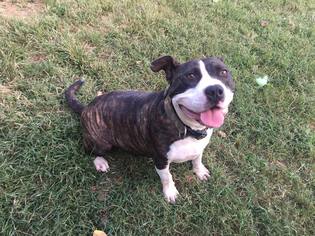 American Staffordshire Terrier Dogs for adoption in Erwin , TN, USA
