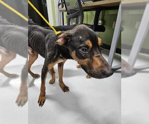 Doberman Pinscher-Unknown Mix Dogs for adoption in Temple, TX, USA