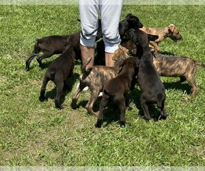 Mutt Dogs for adoption in Jackson Township, NJ, USA